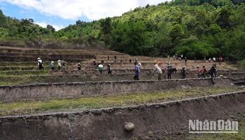 Người dân thôn 3, xã Trà Vinh, huyện Nam Trà My vào mùa trồng lúa.