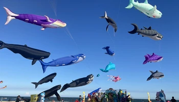 Nhiều con diều khổng lồ với hình dáng sinh vật biển được thả tại lễ hội
