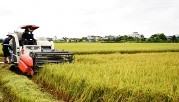 Đất đai ở tỉnh Nam Định có độ phì nhiêu cao, thuận lợi cho việc phát triển nông nghiệp, cần được quản lý chặt chẽ, hiệu quả, khai thác tối ưu tiềm năng. (Ảnh: XUÂN TRƯỜNG)