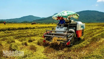 Thu hoạch lúa hè thu ở Nghi Xuân (Hà Tĩnh). Ảnh Đậu Hà.