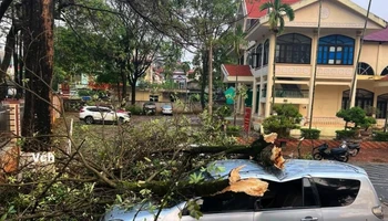 Tại thành phố Sơn La vẫn chưa có thống kê về thiệt hại, nhưng mưa to, gió lốc đã làm nhiều cây xanh đổ, gẫy, ảnh hưởng đến tài sản người dân. (Ảnh: Người dân cung cấp).