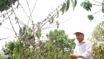Nhiều diện tích cà-phê của người dân ở huyện Krông Búk bị khô hạn.