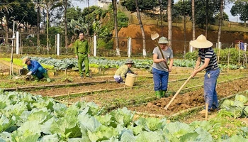 Sản xuất rau xanh tại cơ sở.