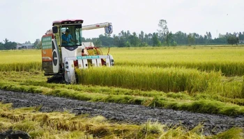 Nông dân xã Láng Biển, huyện Tháp Mười, tỉnh Đồng Tháp thu hoạch lúa.