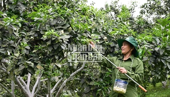Do khả năng đậu quả tự nhiên của cây bưởi thấp nên người dân phải tiến hành thụ phấn bổ sung nhằm bảo đảm năng suất, chất lượng cho sản phẩm bưởi Phúc Trạch.