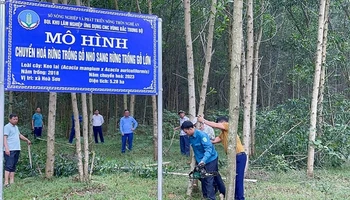 Mô hình chuyển đổi cây gỗ nhỏ sang cây gỗ lớn. (Ảnh: MAI HOA)