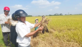 Nhiều diện tích lúa của nông dân thị xã Đông Hòa bị rầy gây hại nặng.