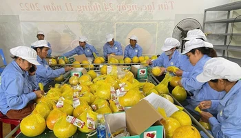 Công nhân đang đóng bưởi vào túi lưới để chuẩn bị xuất khẩu.
