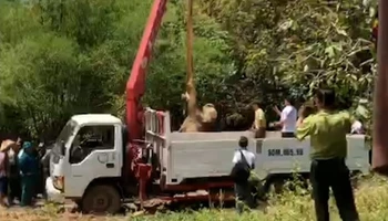 Lực lượng chức năng đưa cá thế voi con bị chết từ dưới giếng lên để phục vụ công tác xác minh, làm rõ nguyên nhân.