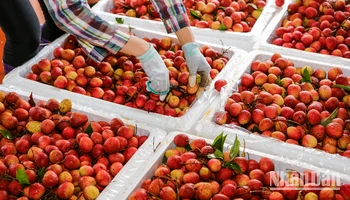 [Ảnh] Vải thiều Lục Ngạn, sản phẩm OCOP nổi tiếng của Bắc Giang