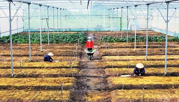 Trường đại học Khoa học Xã hội và Nhân văn Thành phố Hồ Chí Minh thường xuyên phối hợp với Trung tâm Khuyến nông tỉnh Tây Ninh tập huấn cho cán bộ khuyến nông. Trong ảnh: Mô hình vườn rau được các nhà khoa học hỗ trợ. 