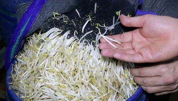 Giá đỗ ngâm, tưới "nước kẹo" thân đều, mập, không có rễ hoặc rễ ngắn, màu trắng bóng. 