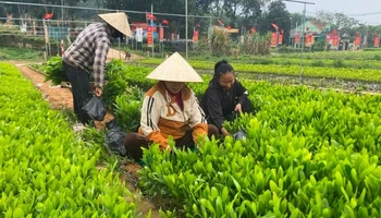 Nông dân xã Tân Hương, huyện Tân Kỳ đang thu hoạch keo giống vụ Xuân.