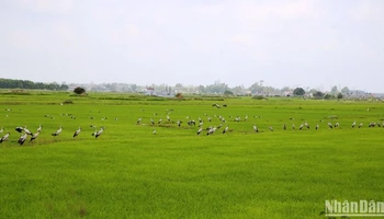 Đàn cò nhạn kiếm ăn trên những cánh đồng, thức ăn chính là ốc bươu vàng.