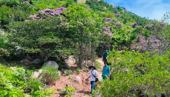 Cán bộ và nhân viên của Ban quản lý rừng phòng hộ ven biển huyện Thuận Nam (Ninh Thuận) đi tuần tra vùng rừng có cây bằng lăng rừng đang nở hoa thuộc lâm phần do đơn vị quản lý. (Ảnh: NGUYỄN TRUNG)