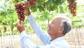 Giống nho ăn tươi NH01-152 được Viện Nghiên cứu Bông và Phát triển Nông nghiệp Nha Hố chuyển giao cho nông dân Hợp tác xã Thái An, xã Vĩnh Hải, huyện Ninh Hải (Ninh Thuận) sản xuất đã đem lại hiệu quả kinh tế cao. (Ảnh: NGUYỄN TRUNG)