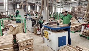 Hoạt động sản xuất tại Nhà máy sản xuất và chế biến gỗ Tiến Phong (Cam Lộ, Quảng Trị). (Ảnh TTXVN)