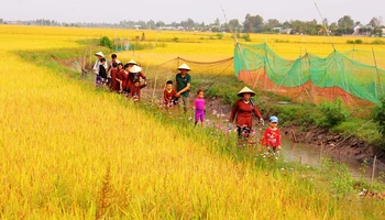 Du khách tham quan, trải nghiệm trên cánh đồng lúa tại Hợp tác xã Nông nghiệp sinh thái Quyết Tiến.