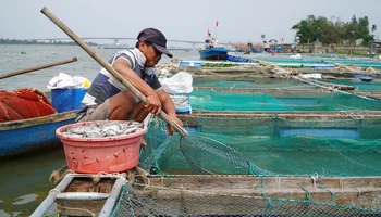 Người nuôi cá lồng bè ở hạ du sông Thu Bồn thiệt hại nặng vì cá chết hàng loạt.
