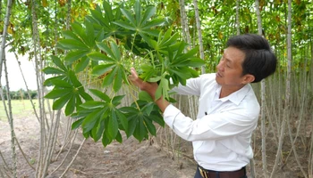 Kiểm tra tình trạng nhiễm bệnh khảm lá trên cây sắn tại huyện Châu Thành, tỉnh Tây Ninh. (Ảnh TTXVN) 