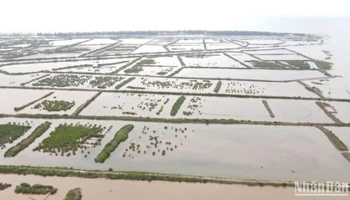 Các ô đầm ven biển khu vực cồn Vành, xã Nam Phú, huyện Tiền Hải, tỉnh Thái Bình.