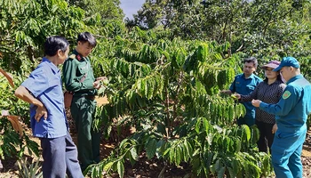 Huyện Đắk R'lấp có thổ nhưỡng phù hợp trồng các loại cây như hồ tiêu, cà phê, cao su, điều