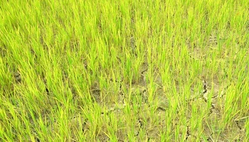 Nhiều diện tích lúa trên cánh đồng thuộc huyện Điện Biên bị nhiễm sâu bệnh và thiếu nước. (Ảnh: Cộng tác viên)