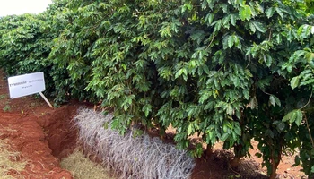 Khảo nghiệm Vaniva® 450SC giải pháp tiên tiến phòng trị tuyến trùng và vàng lá thối rễ trên cây trồng. 