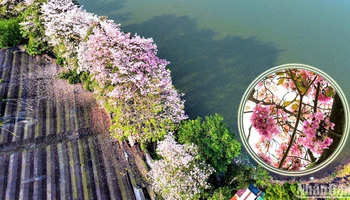 Miên man sắc hoa hồng phấn trên vùng đất B’Lao xưa, nay là thành phố Bảo Lộc, tỉnh Lâm Đồng.