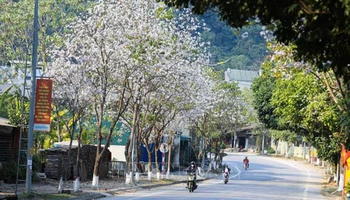 Hoa ban bung nở trên tuyến phố dẫn vào trung tâm thành phố Điện Biên Phủ. 