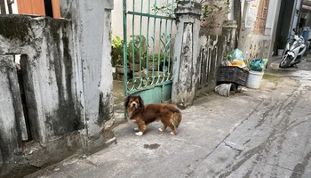 Tại nhiều nơi, tình trạng nuôi chó thả rông xảy ra phổ biến.