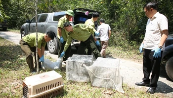 Các đơn vị vận chuyển số động vật hoang dã đến Vườn quốc gia Chư Yang Sin để thả về với tự nhiên.
