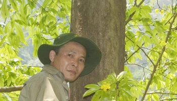 Cây mai cổ thụ có đường kính khoảng 60cm.