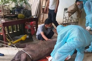 Cán bộ thú y và người dân xã San Thàng, thành phố Lai Châu đưa lợn bệnh đi tiêu hủy.