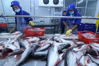 Cá tra, cá basa Việt Nam đang được áp mức thuế thấp do chứng minh không vi phạm các biện pháp phòng vệ thương mại.