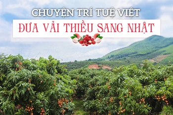Chuyện trí tuệ Việt đưa vải thiều sang Nhật