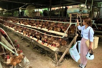 Một trang trại nuôi gà quy mô lớn ở thôn 3, xã Cư Êbur.