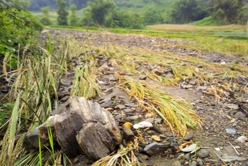 Đất, đá vùi lấp ruộng lúa của người dân thôn Bản Diếu, xã Ngọc Phái. 