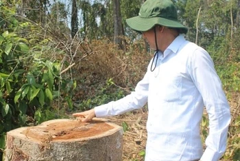 Lãnh đạo UBND tỉnh Đồng Nai kiểm tra khu vực cây rừng bị chặt vào ngày 28-12-2019.