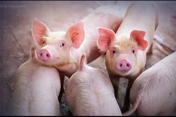Thái Lan sẽ hạn chế xuất khẩu nếu giá thịt lợn trong nước tăng cao. (Ảnh: Nation).