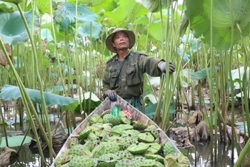 Người dân xã Chuyên Ngoại, thị xã Duy Tiên thu hoạch sen.