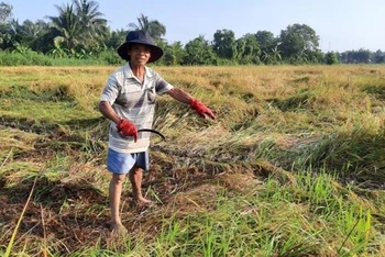 Nhiều nông dân ở Vĩnh Long thất thu vì lúa đổ ngã. 