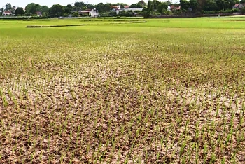 Đồng lúa phía đông kênh De huyện Hậu Lộc thiếu nước tưới.