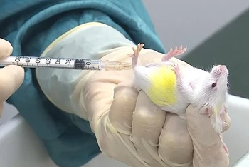 Vaccine Covid-19 thử nghiệm trên chuột của Vabiotech đã có đáp ứng miễn dịch.