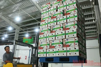 Lavifood thu mua 200 tấn thanh long ruột đỏ của các thành viên trong Hiệp hội Thanh long Long An.