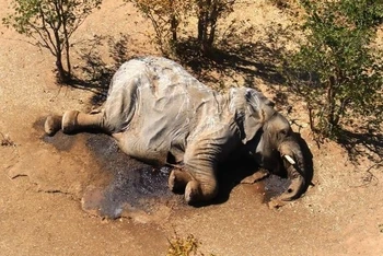 Một trong những con voi đã chết ở đồng bằng Okavango ở Botswana.