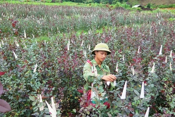 Liên kết sản xuất hoa hồng đang tạo ra chuỗi giá trị sản phẩm bền vững, ổn định cho nông dân các xã vùng ven TP Lai Châu.