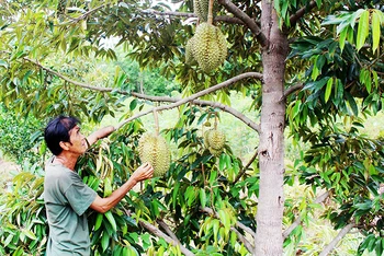 Ông Nguyễn Hưng Tạo chăm sóc vườn sầu riêng. 