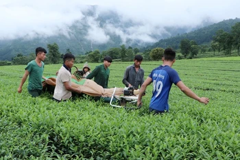 Cây chè là một trong những loại cây nông nghiệp hàng hóa chủ lực của Tân Uyên, đóng góp chung vào mục tiêu xây dựng nông thôn mới của huyện.