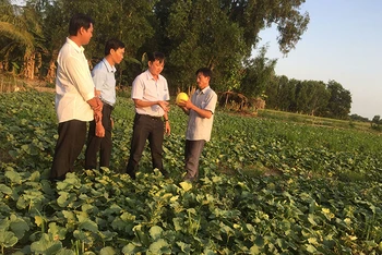 Mô hình trồng dưa lê của gia đình anh Võ Tấn Phát (người đầu tiên bên phải) ở ấp 2, xã Lương Tâm, huyện Long Mỹ (Hậu Giang), được nhiều hộ dân áp dụng.